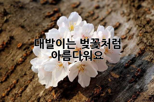 대발이는 벚꽃처럼 아름다워요🌸