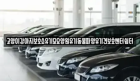 광주광역시 광산구 송산동 중고차 전문 고양이강아지보호소유기묘요양원유기동물파양유기견보호센터쉼터